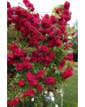 Троянда плетиста Фламентанц (червона) | Роза плетистая Фламентанц (красная) | Climbing rose Flammentanz red